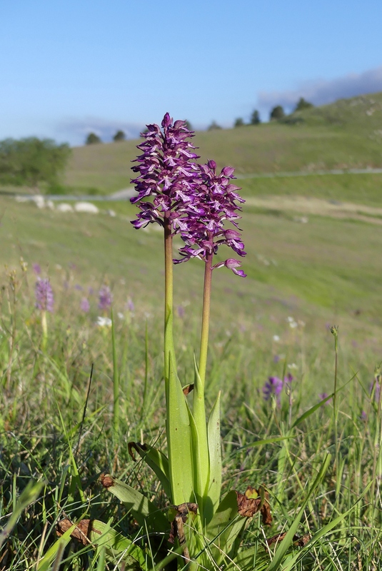 Orchis militaris, Orchis purpurea, Orchis x hybrida  Preappennino aquilano -  2022.